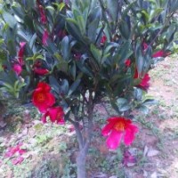 四季杜鵑紅山茶,金花茶種苗,岑溪軟枝油茶種苗