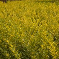 供應(yīng)連翹苗多頭連翹苗藥用連翹苗1-2年生連翹苗價格