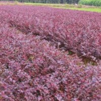 批量供應(yīng)色塊小苗 金森女貞 紅葉石楠（球）紅花繼木 杜鵑