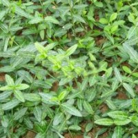 山東扶芳藤價(jià)格 青州上盆扶芳藤價(jià)格 青州扶芳藤綠化工地苗