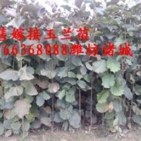 嫁接的紅黃玉蘭小苗