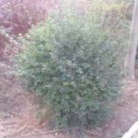 造型水蠟苗，小葉女貞苗，繡線菊，杜鵑苗，