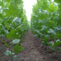 1--3米速生法桐小苗