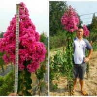 速生紫薇之王，速生鮮紅花紫薇