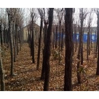 出售大量8、9、10、12公分香花槐(架接)，原生小苗1-4公分，3公分