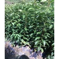 供應(yīng)櫻花小苗
