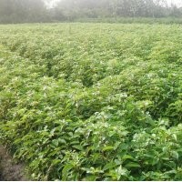 供應(yīng)優(yōu)質(zhì)香樟小苗、香樟成品供應(yīng)商、大喬木、會(huì)埠香樟專業(yè)合作社