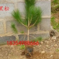 1米黑松苗，1.5米黑松苗，2米黑松苗