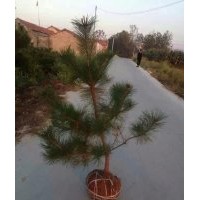 1米油松苗，1.2米油松苗，1.5米油松苗