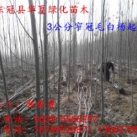 山東毛白楊小苗種植基地，山東毛白楊小苗信息，山東毛白楊小苗價(jià)