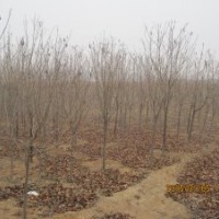 便宜出售海棠，木槿，櫻花3萬棵