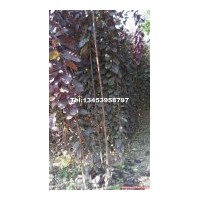 供紅葉李，紅葉李的產(chǎn)地及價(jià)格，哪里有紅葉李，便宜供紅葉李