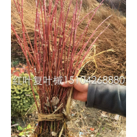 遼寧紅葉復(fù)葉槭