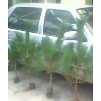 供應黑松苗價格1.2米高黑松苗供應商黑松苗大量批發(fā)出售