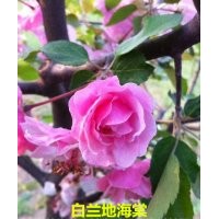 出售白蘭地海棠小苗