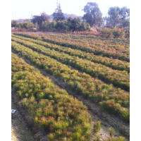 供應(yīng)濕地松小苗、馬尾松小苗、杉木小苗、榿木小苗