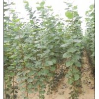 山東毛白楊小苗價(jià)格