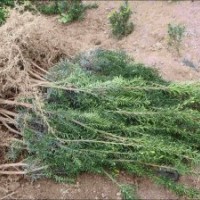 曼地亞紅豆杉綠化苗