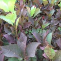 紫葉稠李一年生