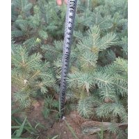 云杉苗木