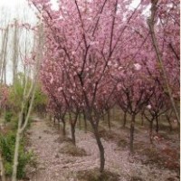 本苗木基地常年供應(yīng)2——10公分櫻花 規(guī)格齊全質(zhì)優(yōu)價(jià)廉
