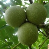 批發(fā)供應8518核桃苗 多品種核桃苗 當年結果核桃苗 核桃實生苗