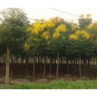 供應(yīng)馬櫻樹(shù)，白蠟，槐樹(shù)，欒樹(shù)