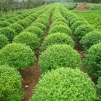 綠化苗木河北苗木欒樹(shù)欒樹(shù)價(jià)格欒樹(shù)報(bào)價(jià)欒樹(shù)規(guī)格國(guó)槐法桐白蠟