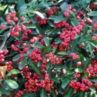 火棘樹(shù)苗即可做籬笆綠籬又可做盆景秋季紅果滿(mǎn)枝