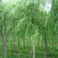 青皮垂柳 側(cè)柏 國槐 白皮松 白蠟 紅葉李 紫葉李