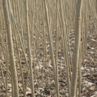 處理4公分，5.5-6公分速生法桐