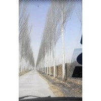 出售椿樹小苗、合歡小苗、毛白楊小苗、國槐小苗