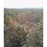 大量供應五角楓、欒樹、櫻花、合歡苗