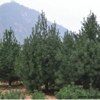 五針?biāo)绅B(yǎng)殖技術(shù)