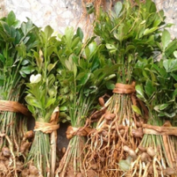 廣西桂林 酸柚苗 柚子苗 酸柚實生苗 酸柚小苗