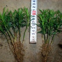 羅漢松小苗 羅漢松芽苗 小葉羅漢松 珍珠羅漢松 米葉羅漢松