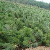 核桃苗 山楂苗 桃樹苗