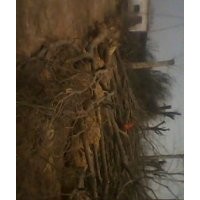 供應(yīng)各種規(guī)格國槐、法桐、合歡、