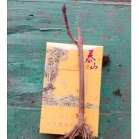 美國紅楓,秋火焰,秋紅楓