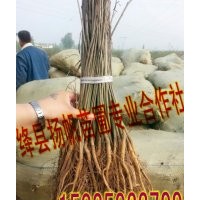 供應(yīng)山西紫穗槐價格、紫穗槐圖片、30-50公分紫穗槐批發(fā)