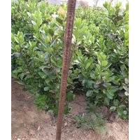 供應(yīng)冬青苗綠籬