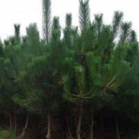 1-3.5m黑松、油松、側(cè)柏5萬棵