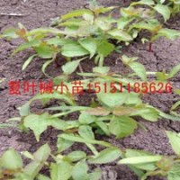 復(fù)葉槭苗常規(guī)復(fù)葉槭當(dāng)年生苗低價(jià)批發(fā)出售送貨上門