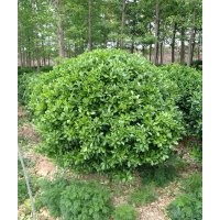 供應(yīng)山東冬青球冬青苗冬青綠籬北海道黃楊