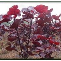 遼寧鞍山楊樹苗木 紅葉楊