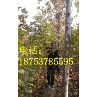 0.8-1.5公分北京欒樹