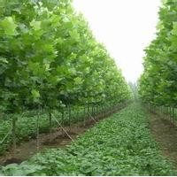 山東優(yōu)質(zhì)1.8公分法桐苗1.5公分法桐2公分法桐