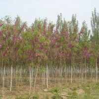 香花槐_香花槐小苗價格_香花槐發(fā)展前景