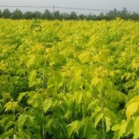 供應(yīng)金葉復(fù)葉槭