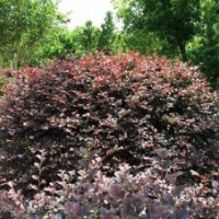 大量供應(yīng)紅花繼木球及小苗各種苗木（全是袋苗）